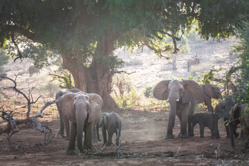 Wall Mural - Familie Afrikanischer Elefanten im Schatten eines Baumes in Südafrika, Kruger National Park, Pafuri Region