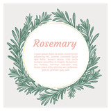 Fototapeta Kwiaty - Sprig of rosemary. Design template. Vector illustration. Retro style.