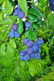 Fototapeta Kuchnia - Zwetschgen, Prunus domestica, european plum