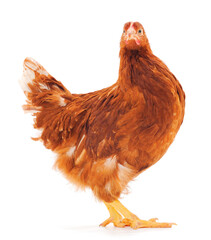 Sticker - Brown hen isolated.