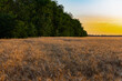 © Анна Иванова - Beautiful evening sunset over a field of Golden ears of wheat and barley. Yellow is the rich color of the Sunny sky and wide spacious meadows with crops