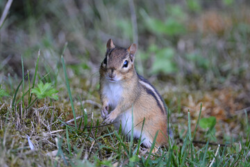 Poster - Chipmunk standing in grass looking around