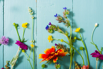 Wall Mural - herbal and wildflowers on blue wooden table background