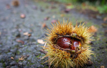 Forest Chestnuts On The Ground. Autumn Nature Close Up. Countryside Background. Wild Chestnut With Thorns. Healthy Raw Food. Seasonal Nuts.   