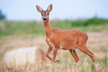 Wall Mural - roe deer, capreolus capreolus, doe standing on hay field in summer nature. female mammal looking to 
