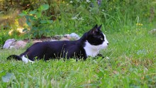 Black White Cat Is Hunting For Bugs On Green Grass In Garden