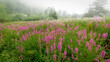 Field of purple loosestrife on a foggy summer morning