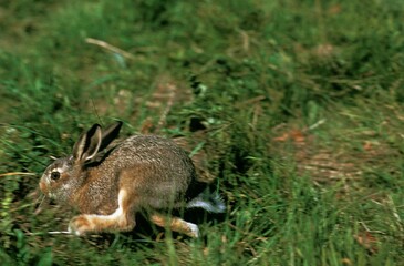 European Brown Hare, lepus europaeus, Adult running on Grass