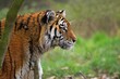 Siberian Tiger, panthera tigris altaica, Portrait of Adult