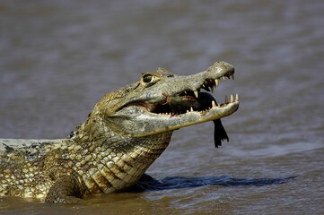 Wall Mural - Spectacled Caiman, caiman crocodilus, Adult catching Fish, Los Lianos in Venezuela