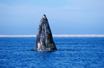 Wall Mural - grey whale or gray whale, eschrichtius robustus, adult spyhopping, head looking out from water, baja