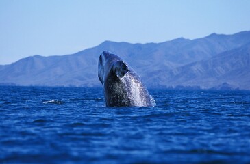 Wall Mural - grey whale or gray whale, eschrichtius robustus, adult breaching, head looking out from water, baja 