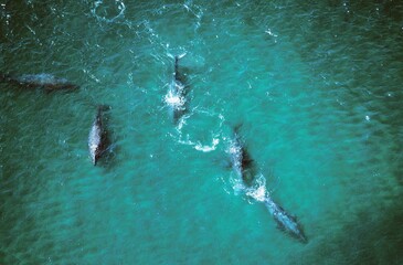 Wall Mural - grey whale or gray whale, eschrichtius robustus, group, aerial view, baja california in mexico