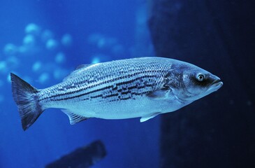 Wall Mural - striped bass, morone saxatilis, adult