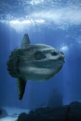 Wall Mural - sunfish, mola mola, adult