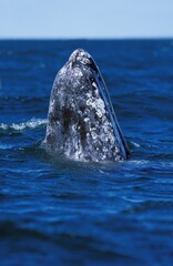 Wall Mural - grey whale or gray whale, eschrichtius robustus, adult spyhopping, head looking out from water, baja