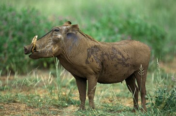 Wall Mural - Warthog, phacochoerus aethiopicus, Adult standing on Grass, Masai Mara Park in Kenya