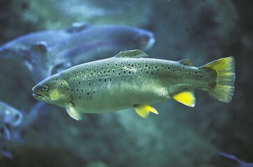 Wall Mural - atlantic salmon, salmo salar, adult, quebec in canada