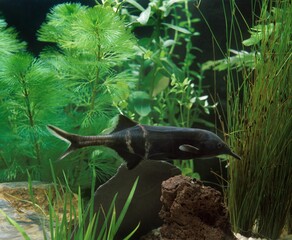 Elephant Nose Fish, gnathonemus petersii, Aquarium Fish