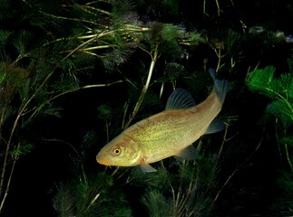 Wall Mural - tench, tinca tinca, adult