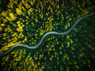 Poster - Summer Pine Forest and Winding Curvy Road. Top Down Birds Eye View