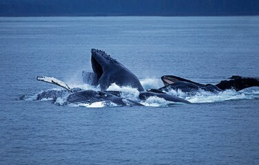 Wall Mural - humpack whale, megaptera novaeangliae, group bubble net feeding, open mouth to catch krill, alaska