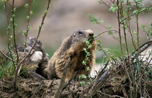 Alpine Marmot, Marmota Marmota, Adult Eating Leaves