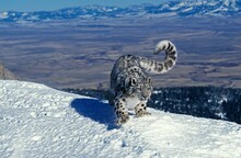 Snow Leopard Or Ounce, Uncia Uncia, Adult Standing On Snow