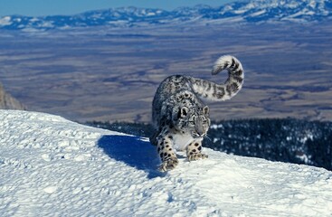 Wall Mural - snow leopard or ounce, uncia uncia, adult standing on snow