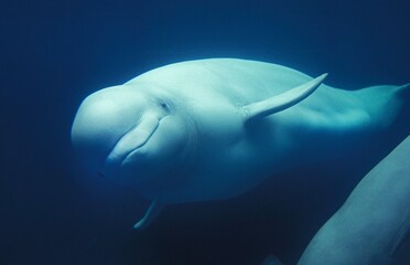 Wall Mural - beluga whale or white whale, delphinapterus leucas, adult