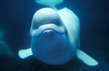 Wall Mural - beluga whale or white whale, delphinapterus leucas, adult