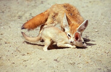 Sticker - Fennec or Desert Fox, fennecus zerda, Female carrying Young by Neck