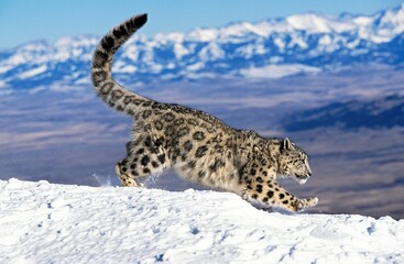 Wall Mural - snow leopard or ounce, uncia uncia, adult running on snow