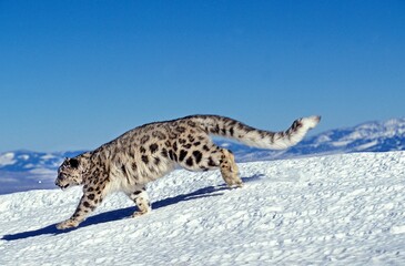 Wall Mural - snow leopard or ounce, uncia uncia, adult running on snow