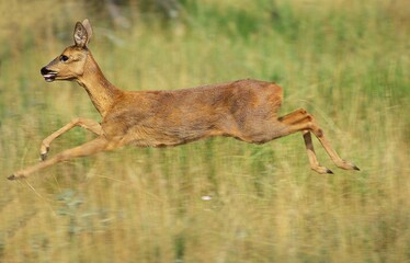 Sticker - Roe Deer, capreolus capreolus, Female running through Long Grass