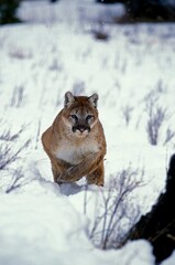 Poster - Cougar, puma concolor, Adult running on Snow, Montana