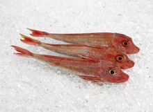 Red Gurnard, Trigla Cuculus, Fresh Fish On Ice