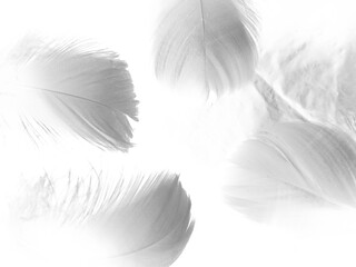 Beautiful abstract gray and white feathers on white background, soft brown feather texture on white pattern background, yellow feather background