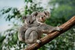 © slowmotiongli - Koala, phascolarctos cinereus, Female carrying Young on its Back