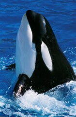 Wall Mural - killer whale, orcinus orca, adult breaching