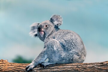 Wall Mural - Koala, phascolarctos cinereus, Female standing on Branch