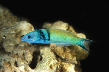 Wall Mural - blue headed wrasse ore bluehead wrasse, thalassoma bifasciatum