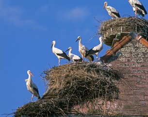 White Stork, ciconia ciconia, Adults standing on Nest, Alsace in France