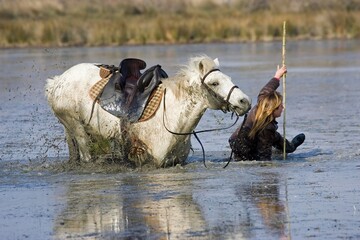 Wall Mural - camargue horse standing in swamp, saintes marie de la mer in the south of france, woman falling off 