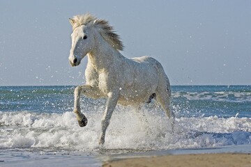 Wall Mural - Camargue Horse Galloping on the Beach, Saintes Marie de la Mer in the South of France