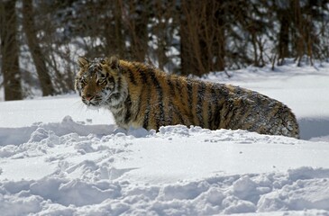 Sticker - Siberian Tiger, panthera tigris altaica, Adult standing in Snow