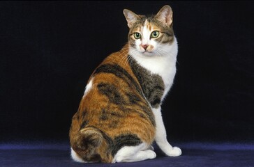 Wall Mural - japanese bobtail domestic cat, adult sitting against black background