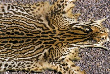 ocelot, leopardus pardalis, skin of adult
