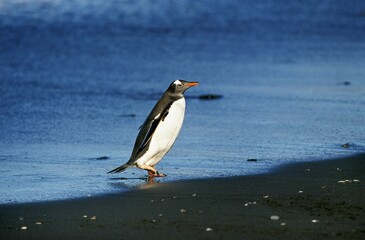 Wall Mural - gentoo penguin, pygoscelis papua, adult walking on beach, livingstone island