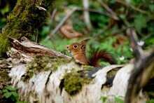 Red Squirrel, Sciurus Vulgaris, Adult Eating Hazelnut, Normandy